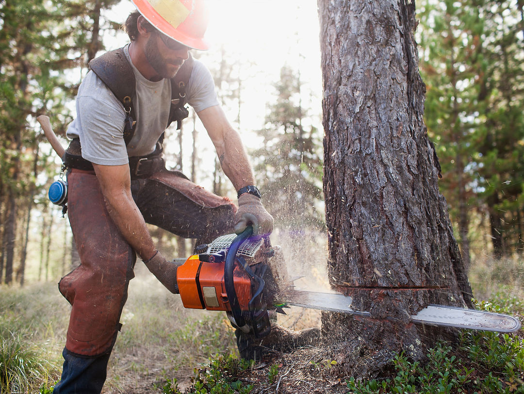 Any Height Tree Services photo 1