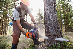 Lumberjack Cutting Down Trees