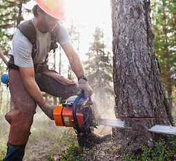 Lumberjack Cutting Down Trees