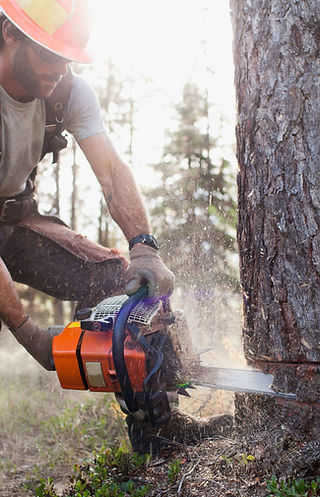 Lumberjack Cutting Down Trees