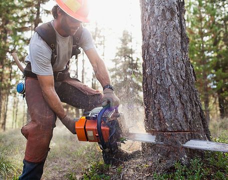 Lumberjack Cutting Down Trees