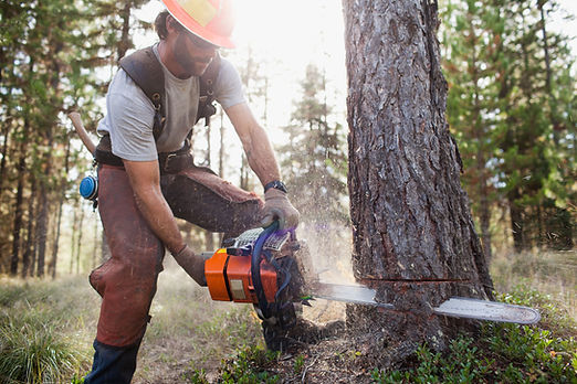 Lumberjack Cutting Tree
