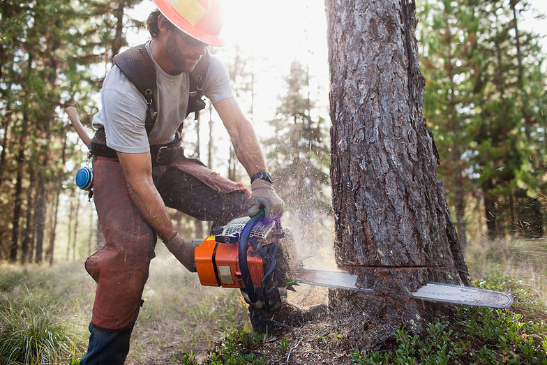 Springdale Tree Service