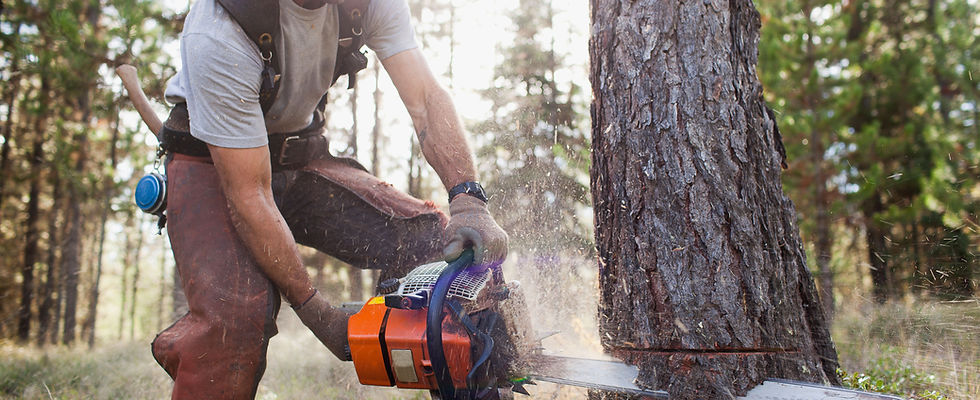Lumberjack Cutting Down Trees