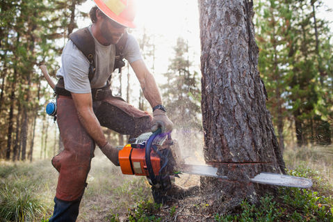 An arborist professional coppicing woodland with a large Stihl chainsaw