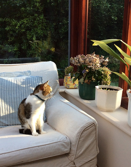 Cat in conservatory