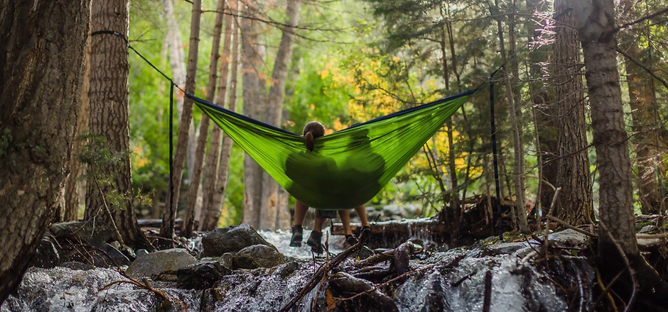 Forest Hammock
