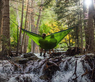 Forest Hammock