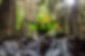 Forest Hammock
