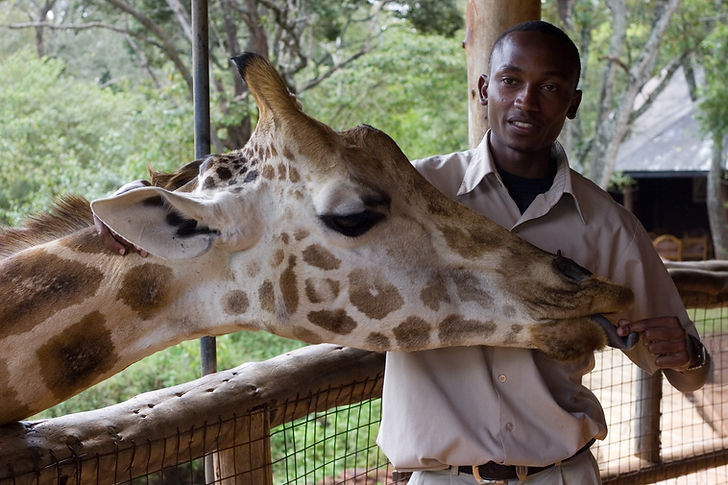 Man Feeding Giraffe
