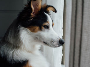 Verlatingsangst bij honden