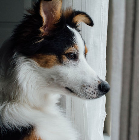 A dog sitter in Ancoats visiting a dog looking out of a window.