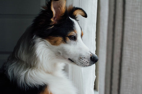 Curious Dog