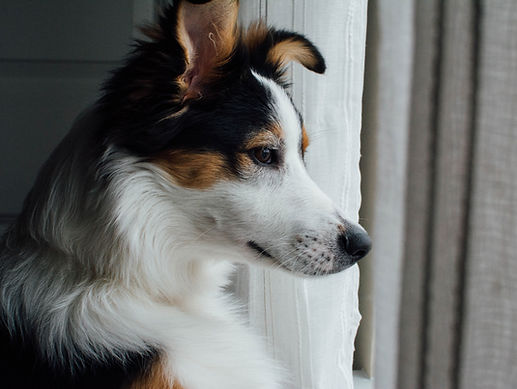 Curious Dog