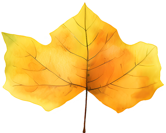 Yellow Autumn Leaf