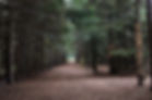Forest Path with Lights