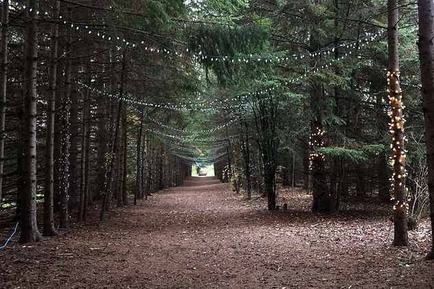 Enchanted Forest Path
