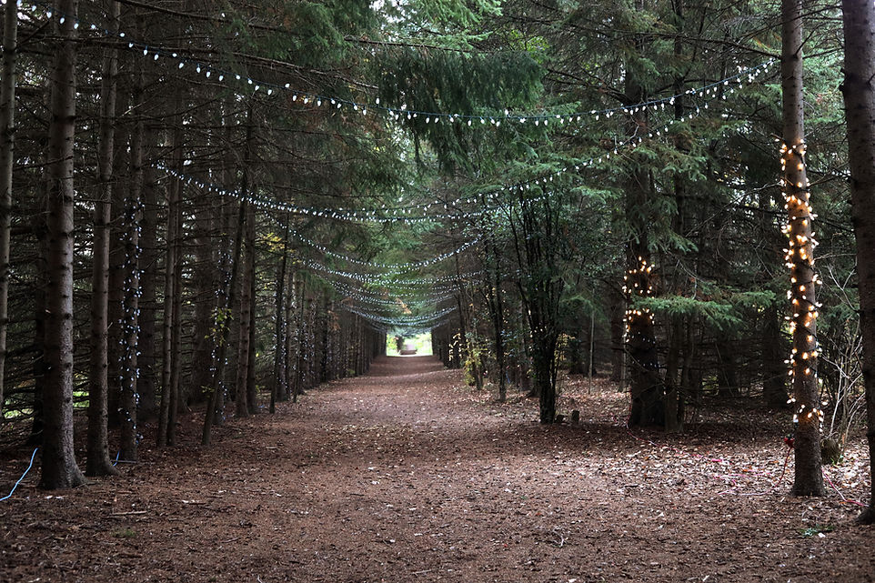 Enchanted Forest Path