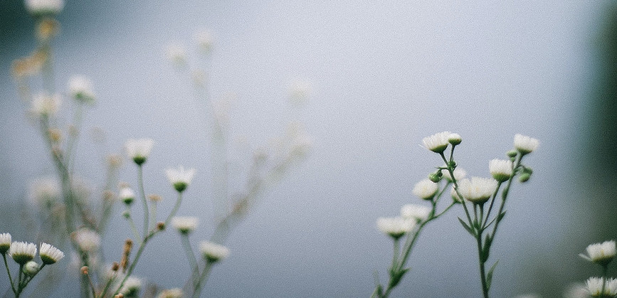 Wildflowers