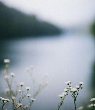 Wildflowers By River