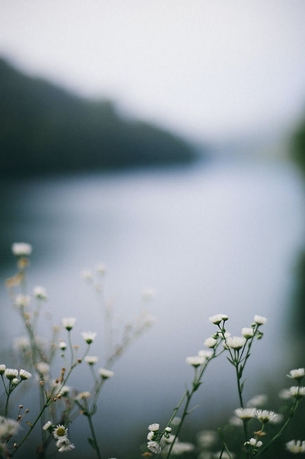 Wildflowers By River