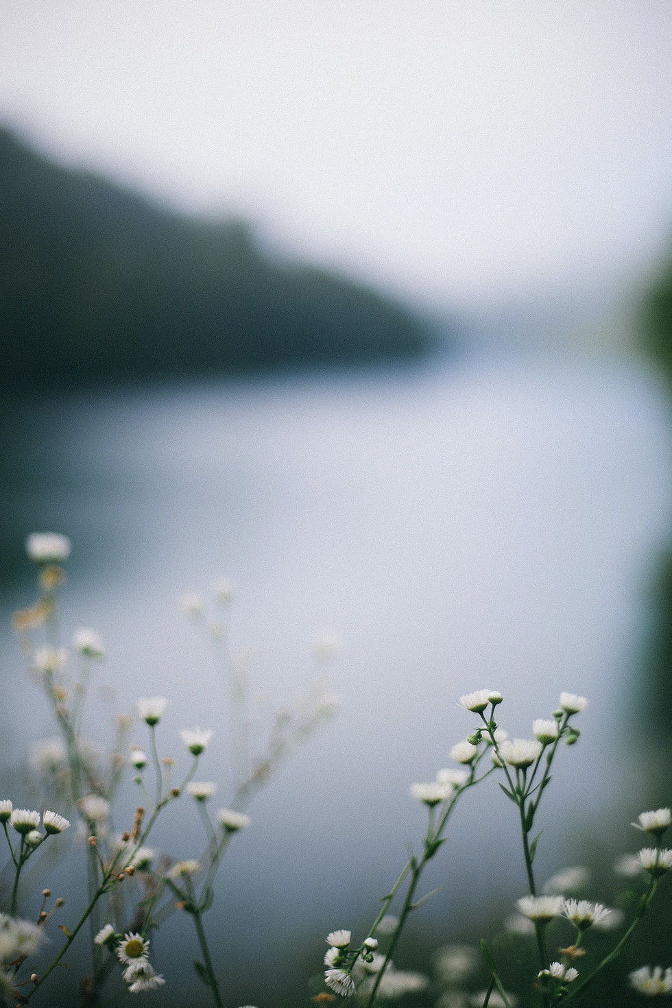 Wildflowers By River