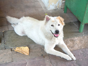 perro blanco acostado