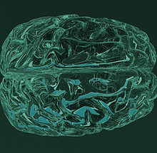 Brain Illustration