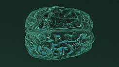 Brain Illustration