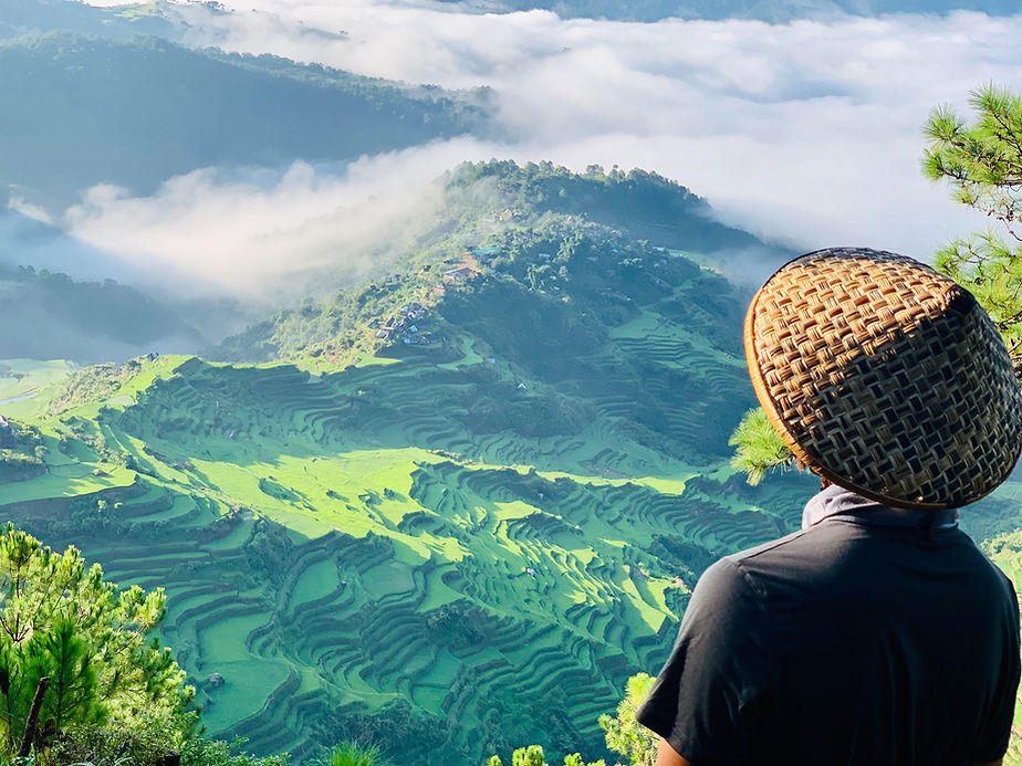 Rice Terraces Painting