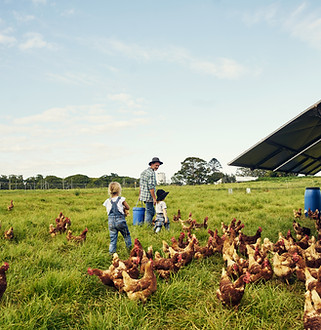 Feeding the Chickens
