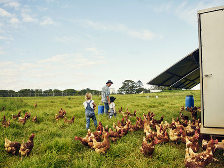 Alquilar una gallina, una moda en auge en EU ante los cambios en el precio del huevo