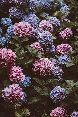 Hortensias en fleurs