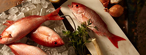 Red Snapper 