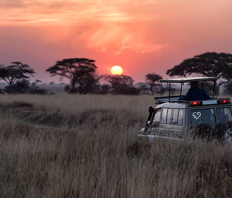 Safari Sunrise