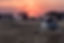 Safari Sunrise