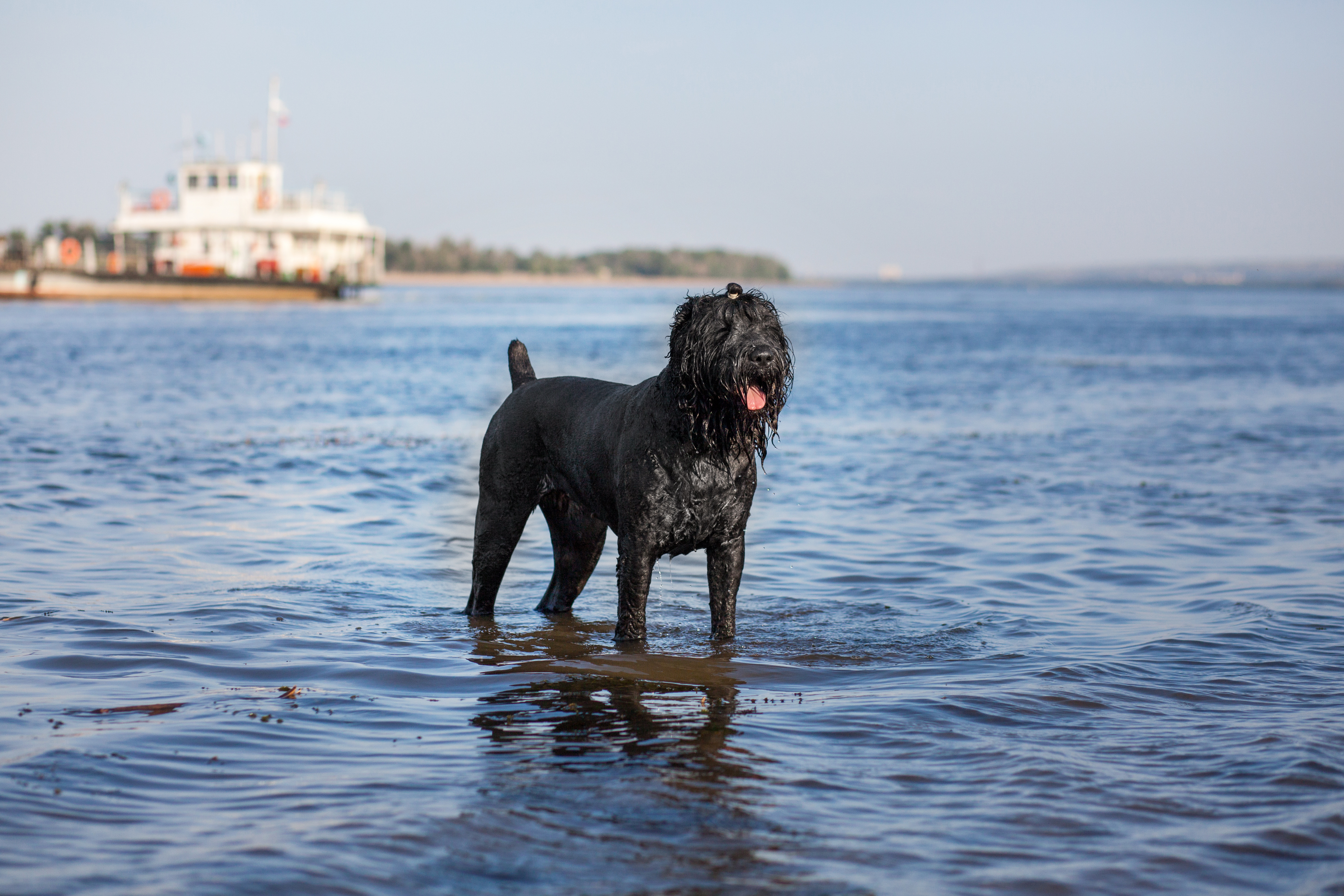 Dog playing in the water