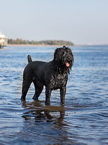 Dog playing in the water