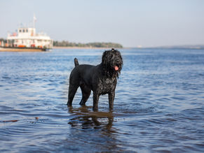a dog in the water