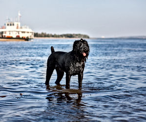 물속에서 놀고 있는 개