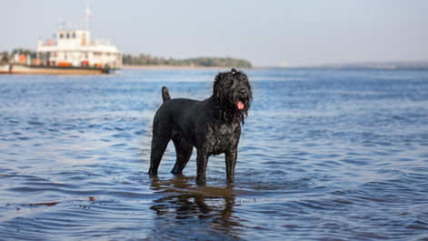 A wet black dog stands in shallow water with a ferry in the background under a clear blue sky. Its tongue is out, suggesting a playful mood.