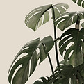 Monstera Plant Leaves
