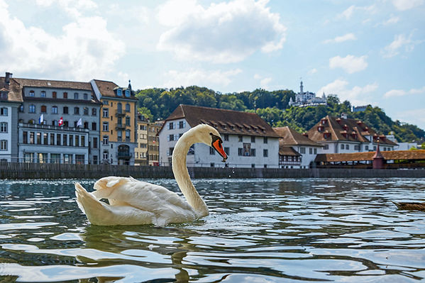 Cigno sul lago