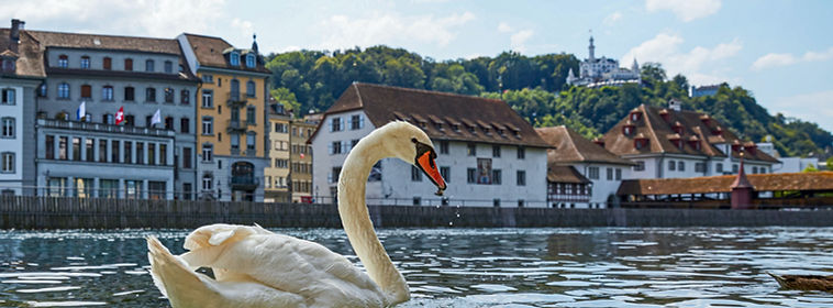 Swan on a lake