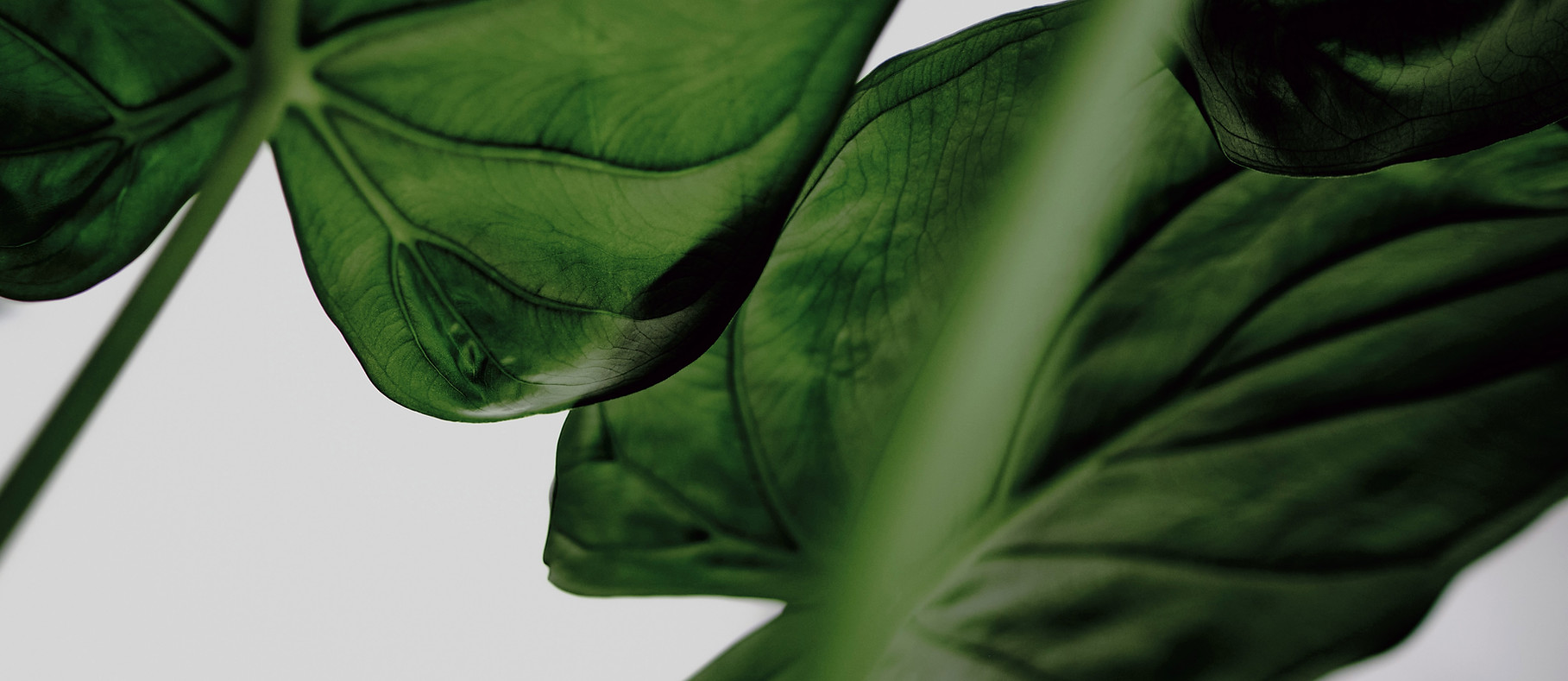 Close-Up Green Leaves