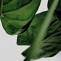 Close-Up Green Leaves