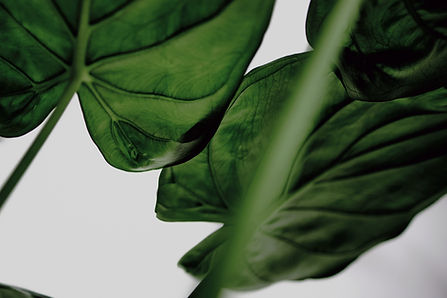 Green Leaves
