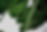 Green Leaves