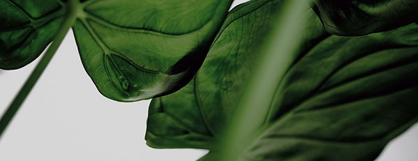 Green Leaves