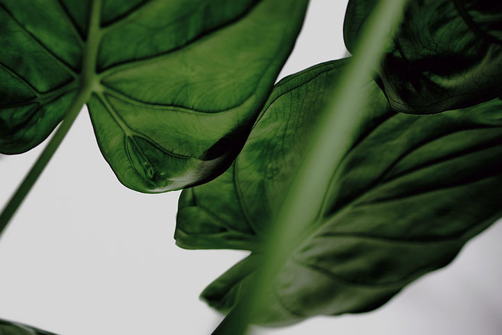 Green Leaves